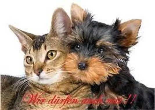 Jeamais בית הארחה *